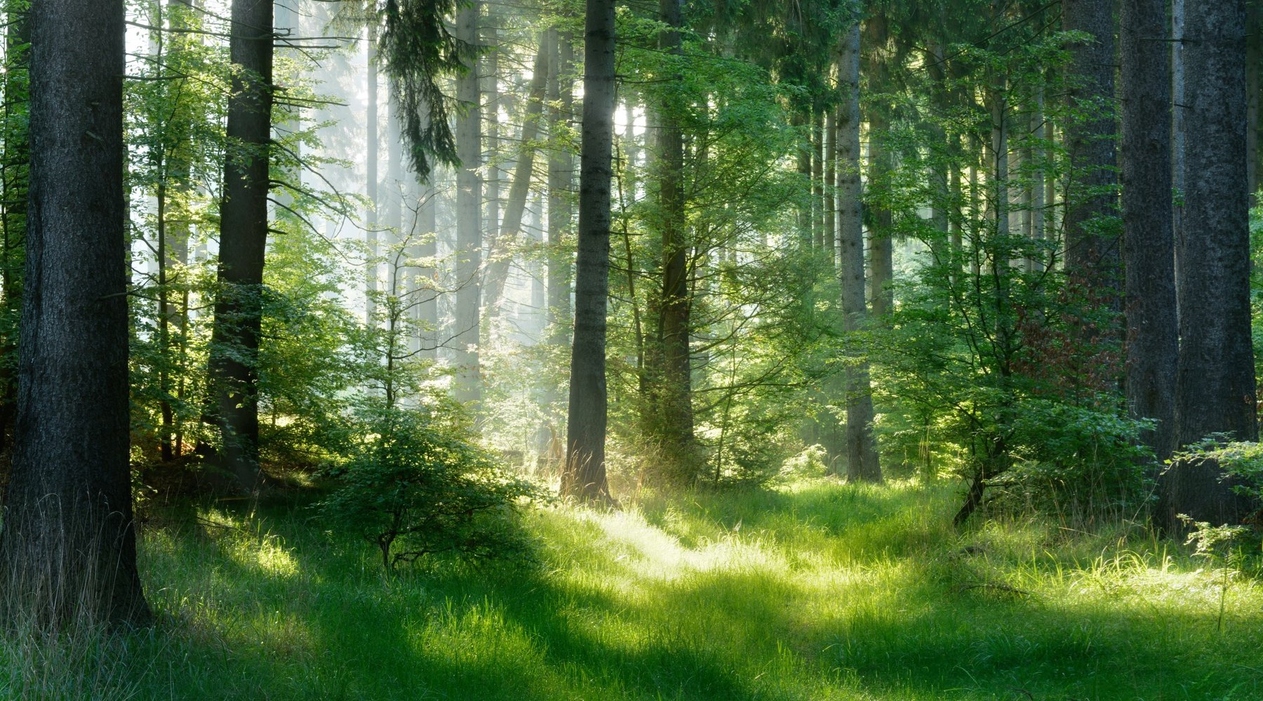 Foreste
